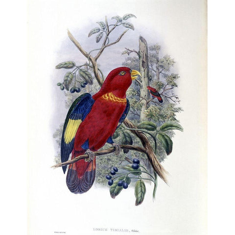 Blue-Thighed Lory White Modern Wood Framed Art Print by Gould, John