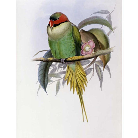 Bonapartes Parakeet White Modern Wood Framed Art Print by Glover, John