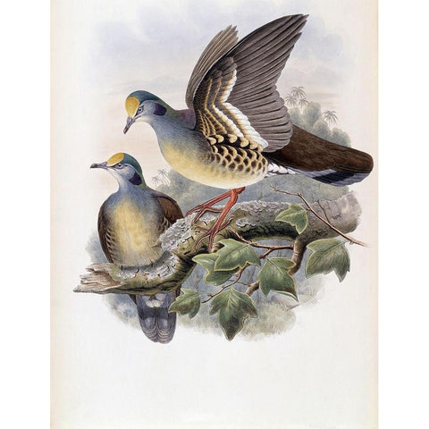 Branded Pigeon Gold Ornate Wood Framed Art Print with Double Matting by Gould, John