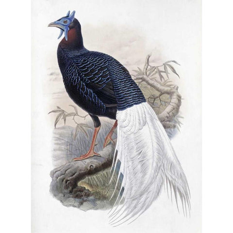 Bulwers Pheasant Black Modern Wood Framed Art Print with Double Matting by Glover, John