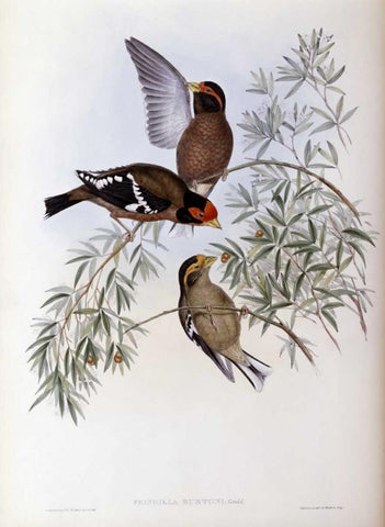 Burtons Grosbeak Black Ornate Wood Framed Art Print with Double Matting by Glover, John