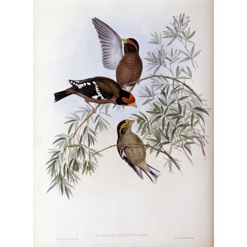 Burtons Grosbeak Black Modern Wood Framed Art Print by Glover, John