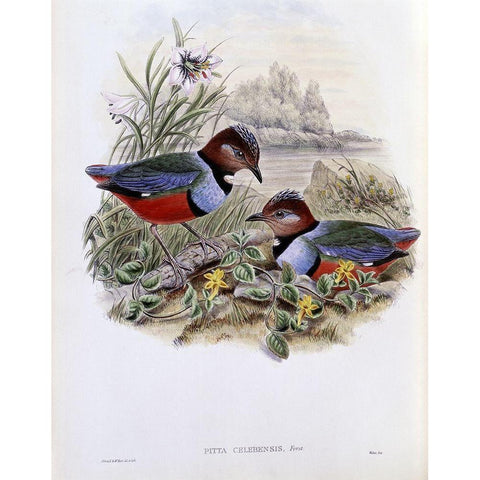 Celebean Pitta Black Modern Wood Framed Art Print with Double Matting by Gould, John
