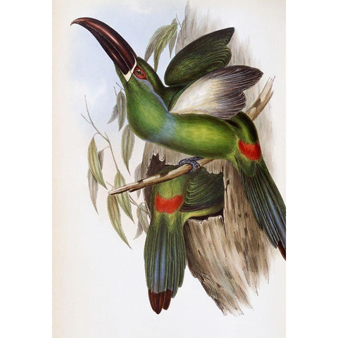 Chestnut-Billed Groove-Bill (Toucan) Black Modern Wood Framed Art Print with Double Matting by Gould, John