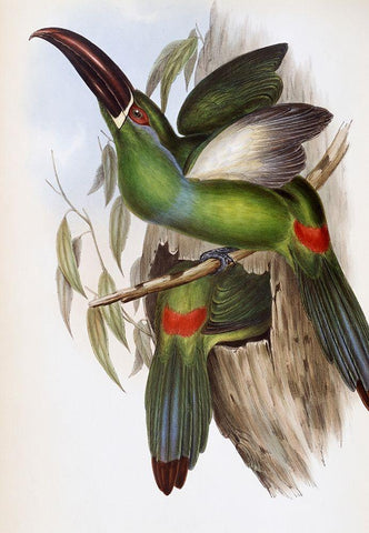 Chestnut-Billed Groove-Bill (Toucan) White Modern Wood Framed Art Print with Double Matting by Gould, John