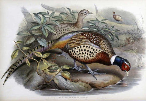 Chinese Ring-Necked Pheasant Black Ornate Wood Framed Art Print with Double Matting by Glover, John