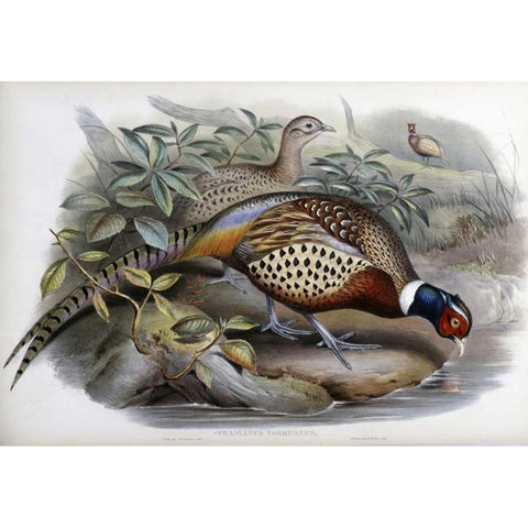 Chinese Ring-Necked Pheasant Black Modern Wood Framed Art Print by Glover, John