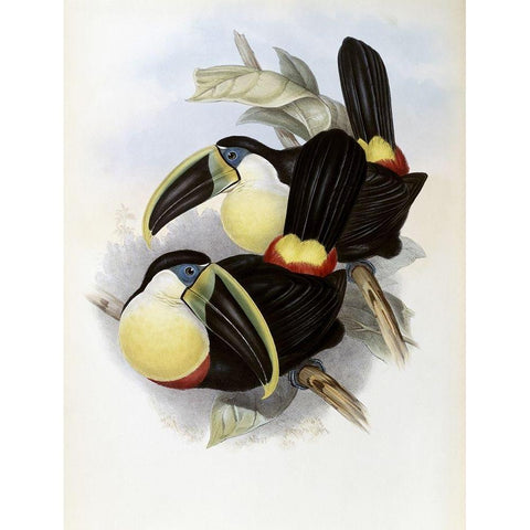Citron-Brested Toucan White Modern Wood Framed Art Print by Gould, John