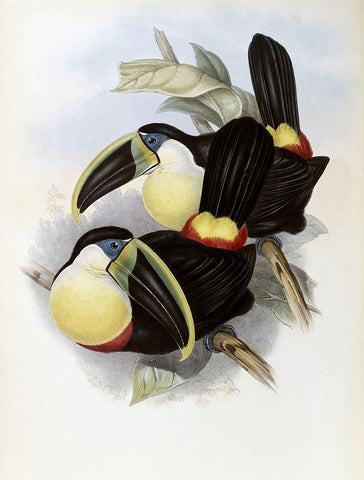 Citron-Brested Toucan White Modern Wood Framed Art Print with Double Matting by Gould, John