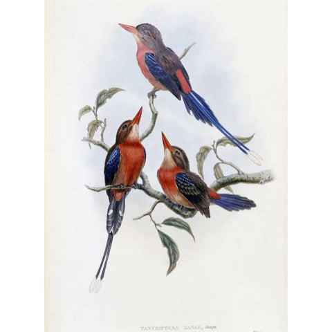 Crimson and Brown Kingfisher White Modern Wood Framed Art Print by Glover, John