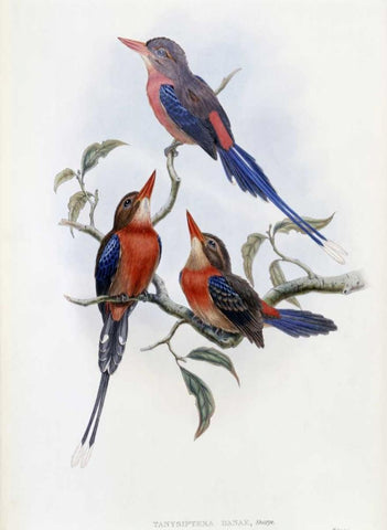 Crimson and Brown Kingfisher White Modern Wood Framed Art Print with Double Matting by Glover, John