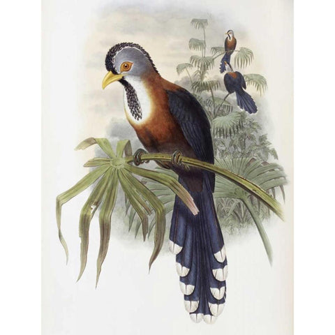 Curled-Crested Cuckoo Black Modern Wood Framed Art Print with Double Matting by Glover, John