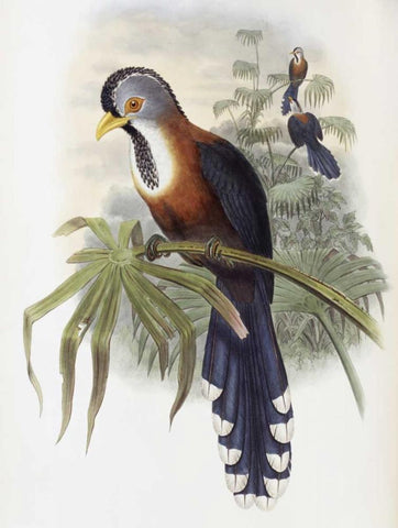 Curled-Crested Cuckoo Black Ornate Wood Framed Art Print with Double Matting by Glover, John