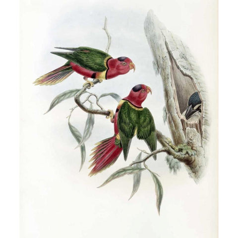 Duchess of Connaughts Parakeet Black Modern Wood Framed Art Print with Double Matting by Glover, John