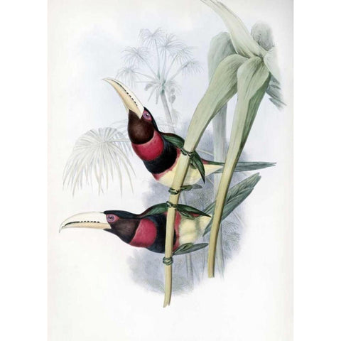Duchess of Leuchtenbergs Aracari - Toucan Black Modern Wood Framed Art Print with Double Matting by Glover, John