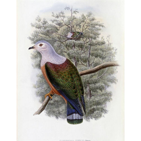 Finschs Fruit-Pigeon Gold Ornate Wood Framed Art Print with Double Matting by Gould, John