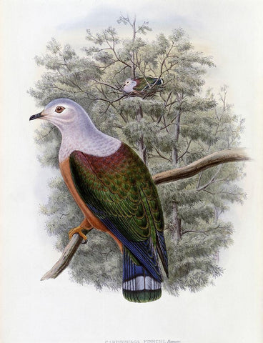 Finschs Fruit-Pigeon White Modern Wood Framed Art Print with Double Matting by Gould, John