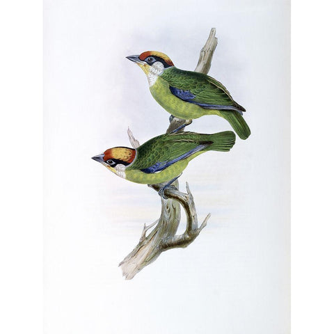 Franklins Barbet Gold Ornate Wood Framed Art Print with Double Matting by Gould, John