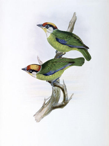 Franklins Barbet White Modern Wood Framed Art Print with Double Matting by Gould, John