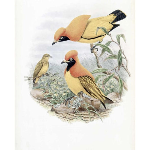 Golden Bird of Paradise White Modern Wood Framed Art Print by Glover, John