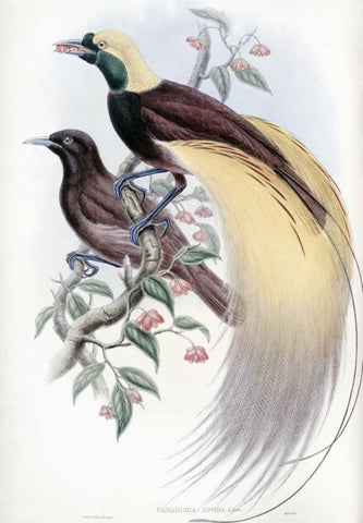 Greater Bird of Paradise Black Ornate Wood Framed Art Print with Double Matting by Glover, John