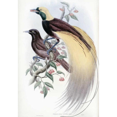 Greater Bird of Paradise Black Modern Wood Framed Art Print by Glover, John