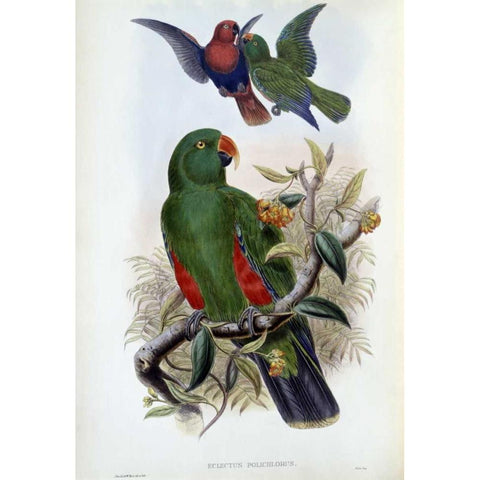 Green Lory Black Modern Wood Framed Art Print with Double Matting by Glover, John