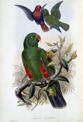 Green Lory White Modern Wood Framed Art Print with Double Matting by Glover, John