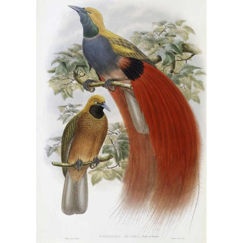 Grey-Chested Bird of Paradise Gold Ornate Wood Framed Art Print with Double Matting by Glover, John