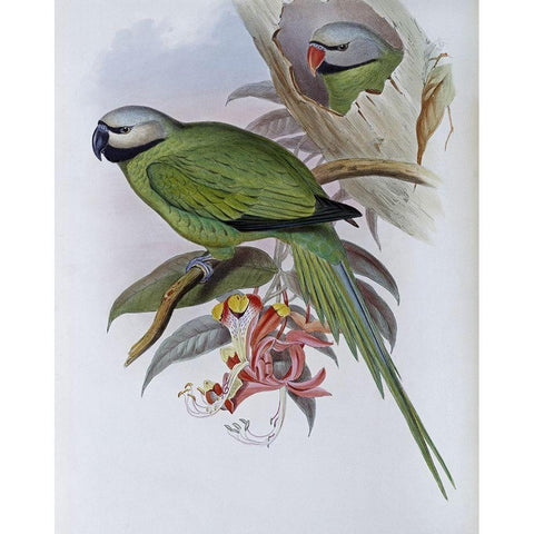 Grey-Headed Parakeet Gold Ornate Wood Framed Art Print with Double Matting by Gould, John