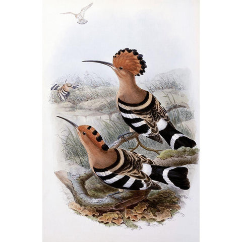 Indian Hoopoe White Modern Wood Framed Art Print by Gould, John