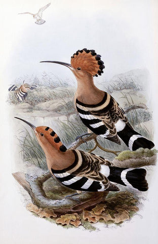 Indian Hoopoe White Modern Wood Framed Art Print with Double Matting by Gould, John