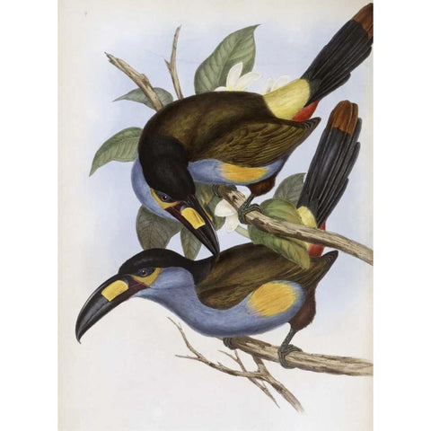 Laminated Hill Toucan Black Modern Wood Framed Art Print with Double Matting by Glover, John