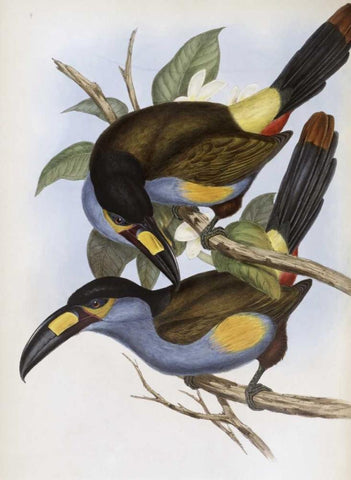 Laminated Hill Toucan White Modern Wood Framed Art Print with Double Matting by Glover, John