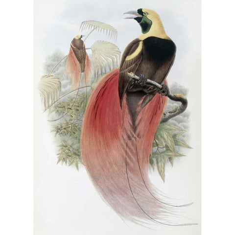 Marquis De Raggis Bird of Paradise Black Modern Wood Framed Art Print by Glover, John