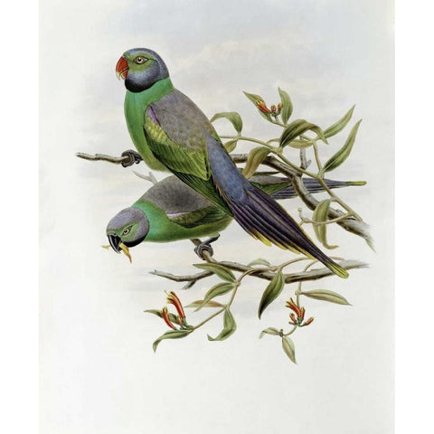 Mrs. Layards Parakeet White Modern Wood Framed Art Print by Glover, John