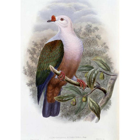 New-Ireland Fruit-Pigeon Gold Ornate Wood Framed Art Print with Double Matting by Glover, John