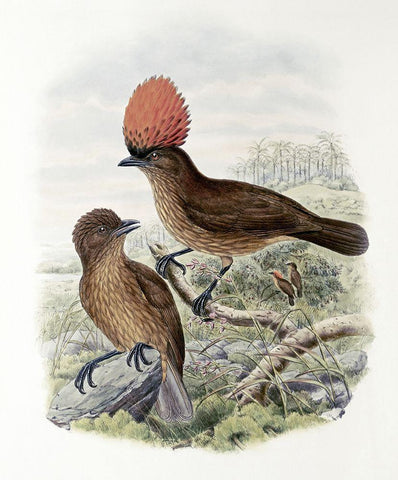 Orange-Crested Bower-Bird White Modern Wood Framed Art Print with Double Matting by Gould, John
