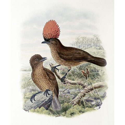 Orange-Crested Bower-Bird Gold Ornate Wood Framed Art Print with Double Matting by Gould, John