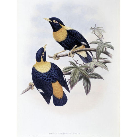 Orange-Crested Starling Black Modern Wood Framed Art Print with Double Matting by Gould, John