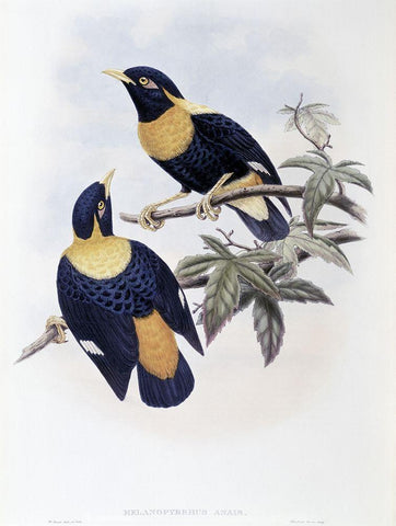 Orange-Crested Starling Black Ornate Wood Framed Art Print with Double Matting by Gould, John