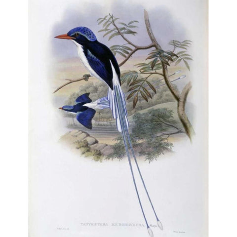 Port-Moresby Racket-Tailed Kingfisher Gold Ornate Wood Framed Art Print with Double Matting by Glover, John