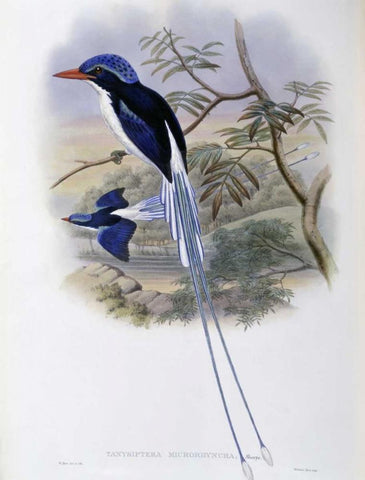 Port-Moresby Racket-Tailed Kingfisher Black Ornate Wood Framed Art Print with Double Matting by Glover, John