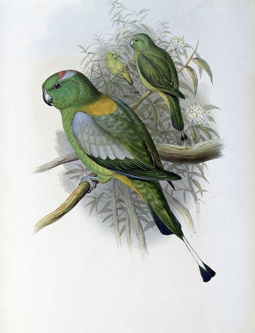 Racket-Tailed Parrot White Modern Wood Framed Art Print with Double Matting by Gould, John