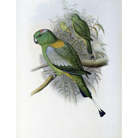 Racket-Tailed Parrot Gold Ornate Wood Framed Art Print with Double Matting by Gould, John