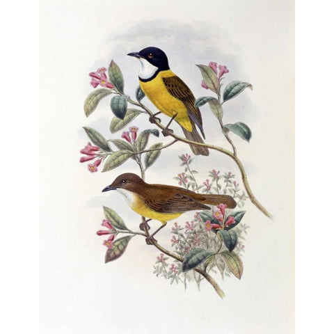 Ramsays Thickhead Gold Ornate Wood Framed Art Print with Double Matting by Glover, John