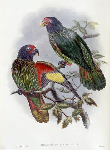 Red-Fronted Lory White Modern Wood Framed Art Print with Double Matting by Gould, John