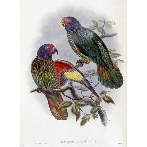 Red-Fronted Lory Gold Ornate Wood Framed Art Print with Double Matting by Gould, John