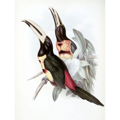 Red-Rumped Aracari (Toucan) Black Modern Wood Framed Art Print with Double Matting by Gould, John