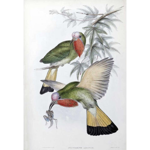 Red-Throated Nyctiornis Black Modern Wood Framed Art Print with Double Matting by Glover, John